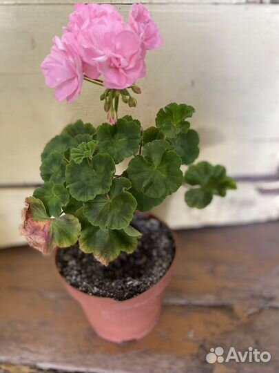 Пеларгонии