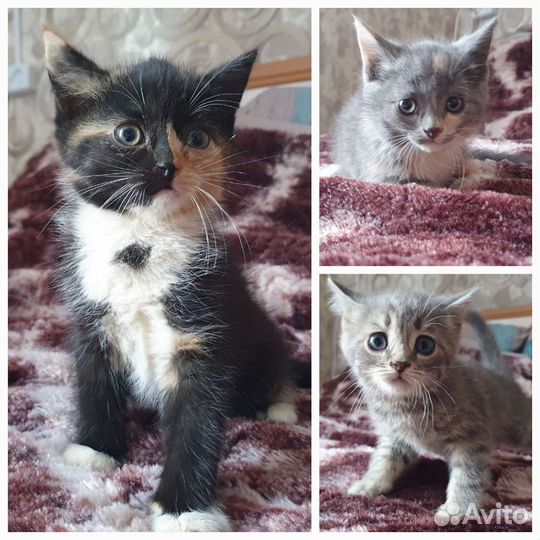 Кошки в добрые руки