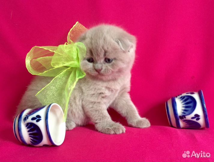 Элитные шотландские малыши