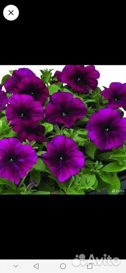 Цветы петунии рассада. рассада овощей