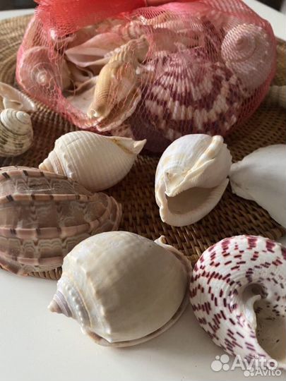 Морские ракушки, раковины