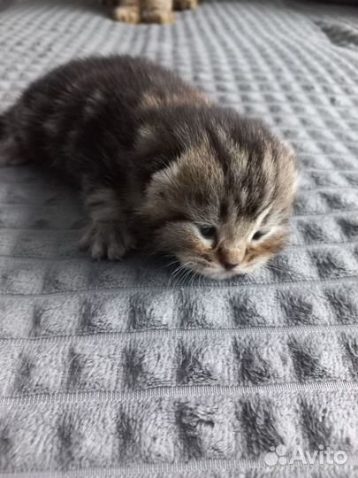 Шотландские котята