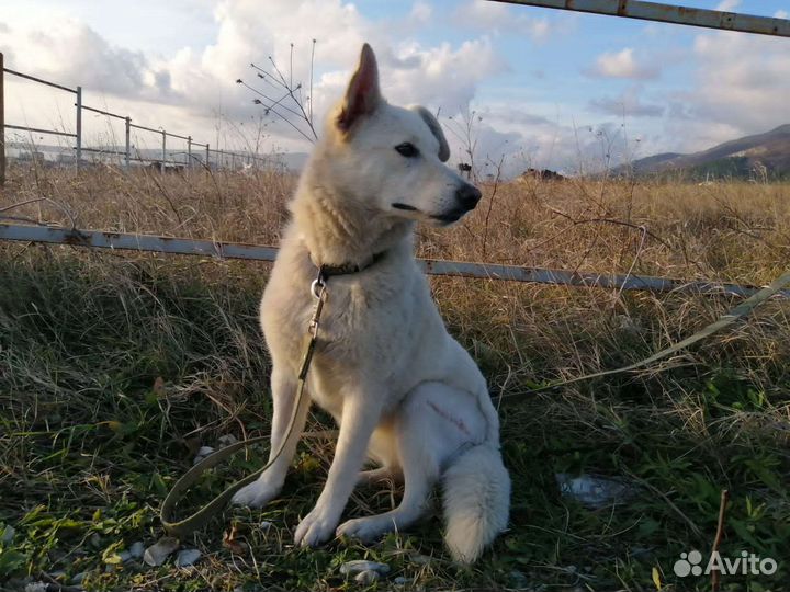 Швейцарская овчарка