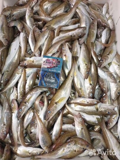 Барабулька черноморская