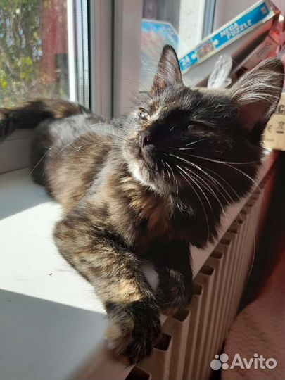 Котенок