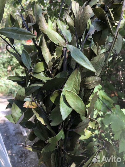 Лавровый лист