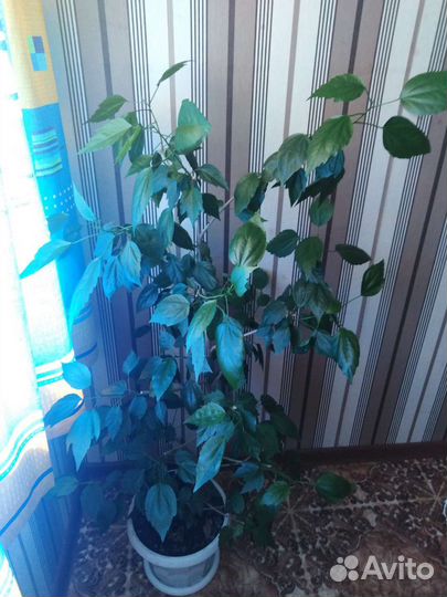 Китайская роза