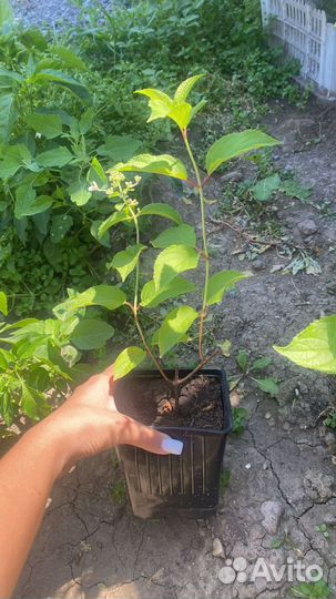 Гортензия Анабель