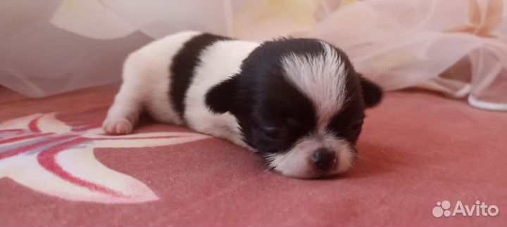 Чихуахуа мини