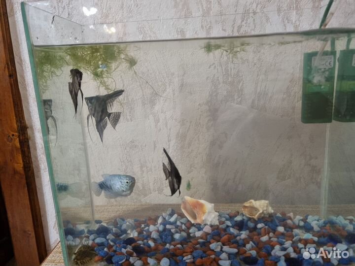 Аквариум с рыбками,насос