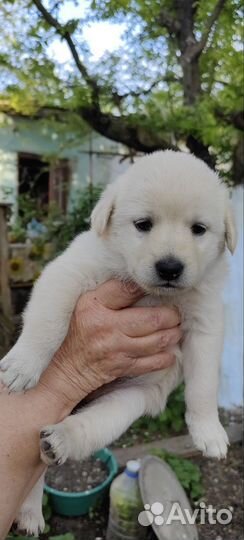 Щенки в добрые руки