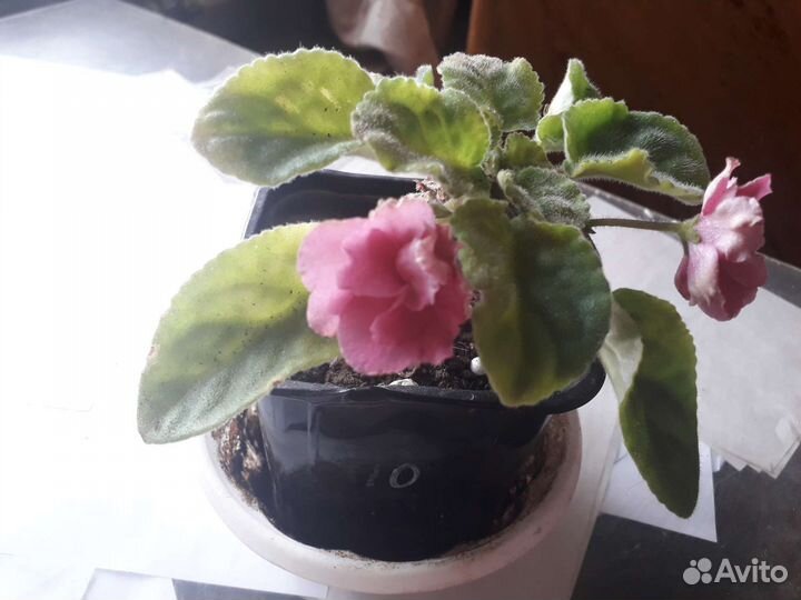 Фиалки в горшках