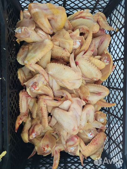 Индейка и курица