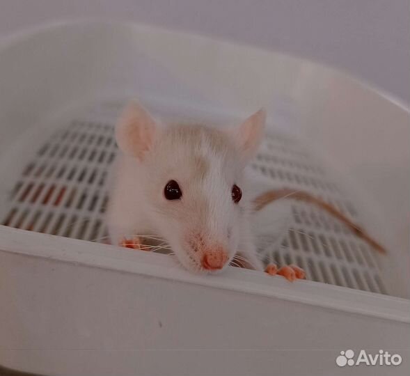 Крысята оптом и розница