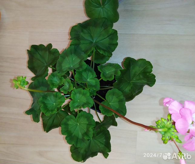 Пеларгония герань белая и розовая