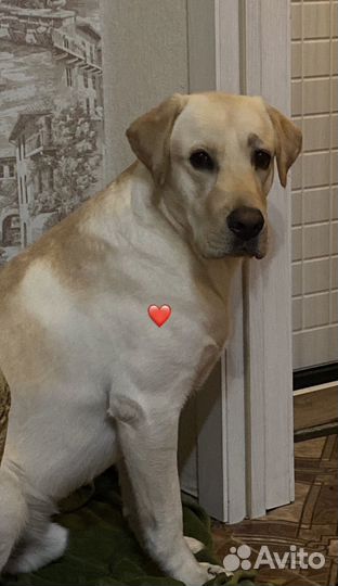 Отдам лабрадора в добрые руки