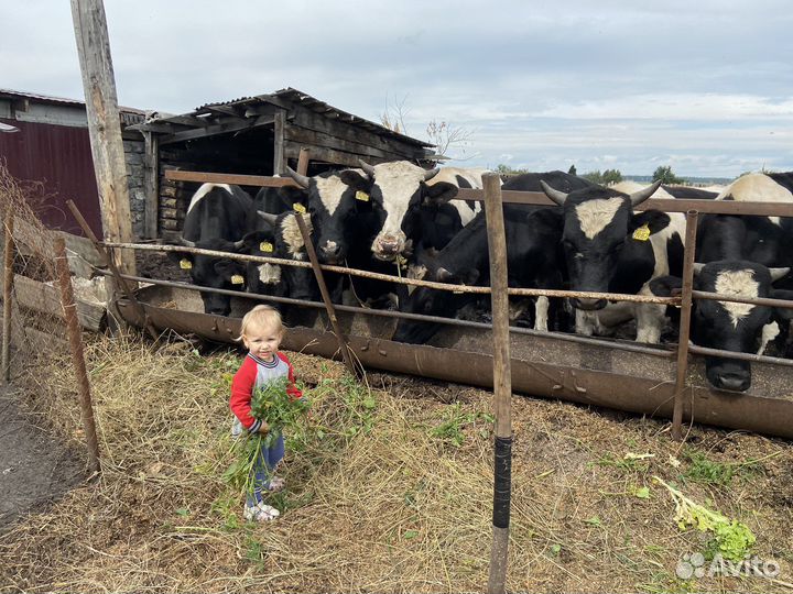 Мясо говядина домашняя