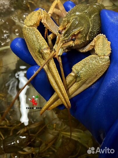 Волжские раки угощение к женскому дню