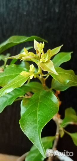 Бугенвиллия Vera Deep purple