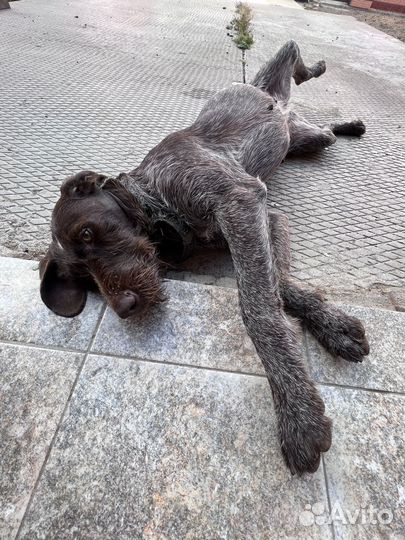 Щенки дратхаара