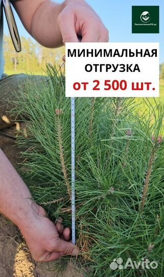 Саженцы сосны и ели окс от производителя