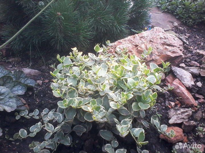 Барвинок пестролистный