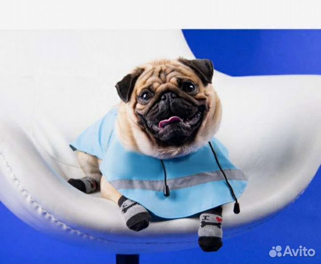 Носки для собак