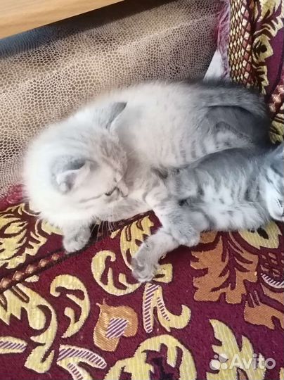 Котенок в дар бесплатно