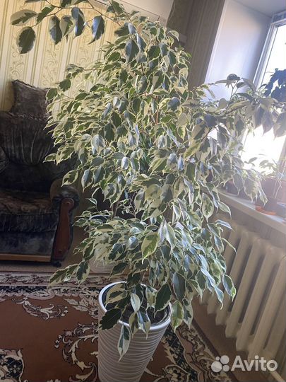 Комнатные цветы фикус