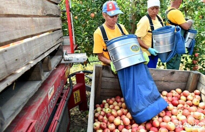 Сборщик яблок в саду с проживанием