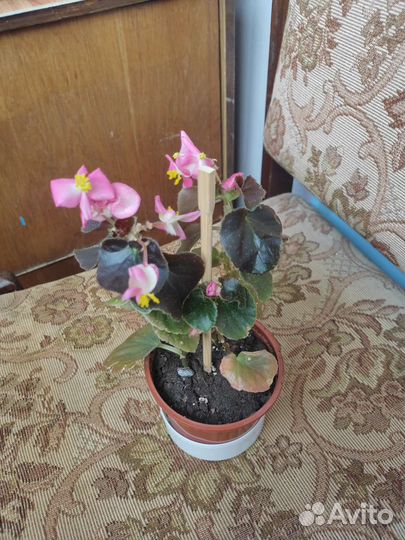 Бегония вечноцветущая розовая