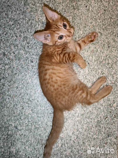 Рыжие котята