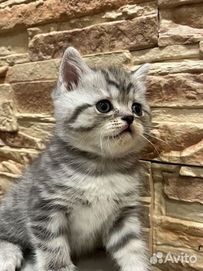Британские котята