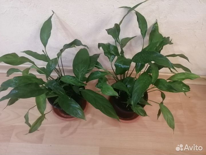 Спатифиллум Шопен