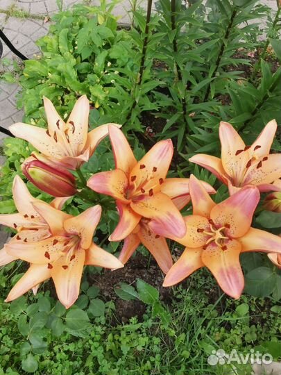 Лилии цветы букеты