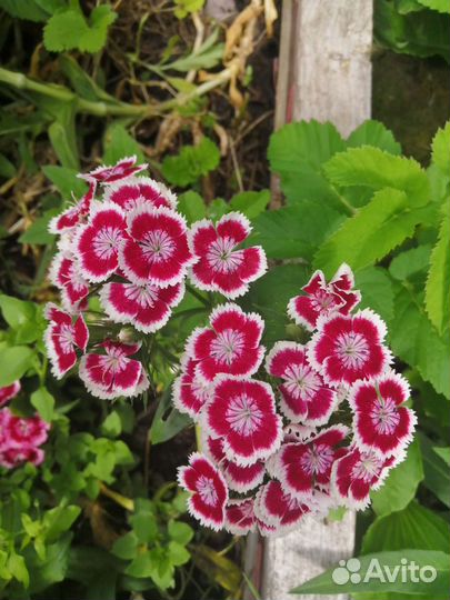 Турецкая гвоздика