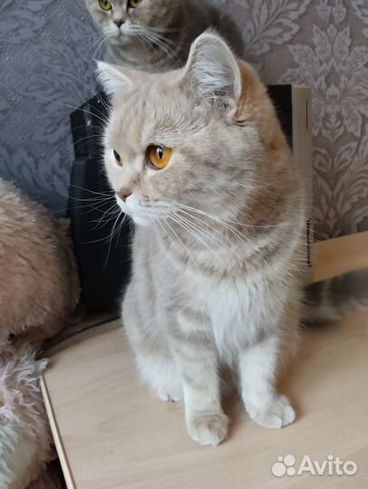 Британская кошка