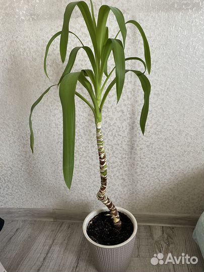 Пальма юкка