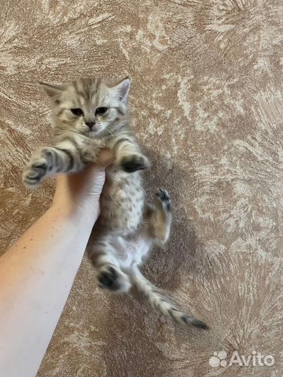 Шотландские котята