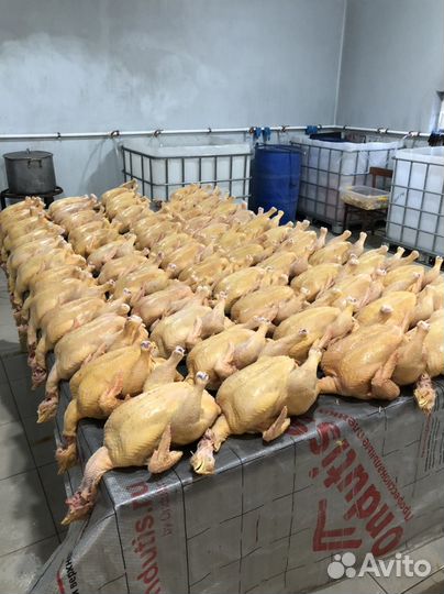 Куры бройлеры