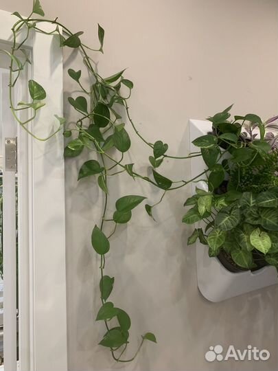 Эпипремнум