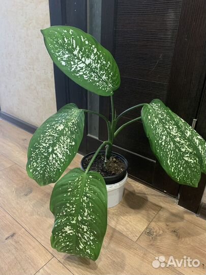 Диффенбахия