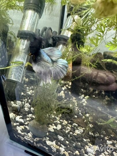 Рыбка петушок, самка петушка