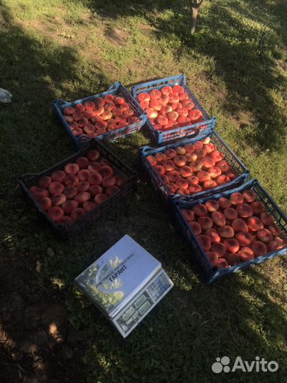 Персик инжирный