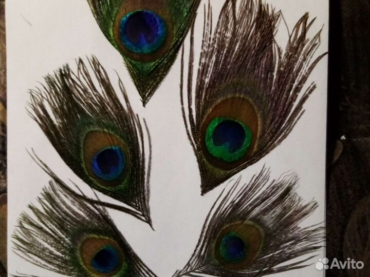 Перья павлина