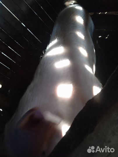 Хряк на племя