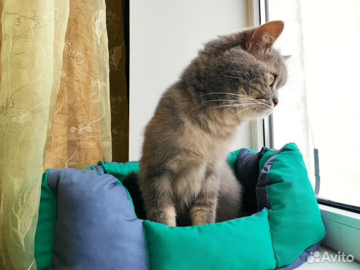 Красавчик кот Британец Страйт