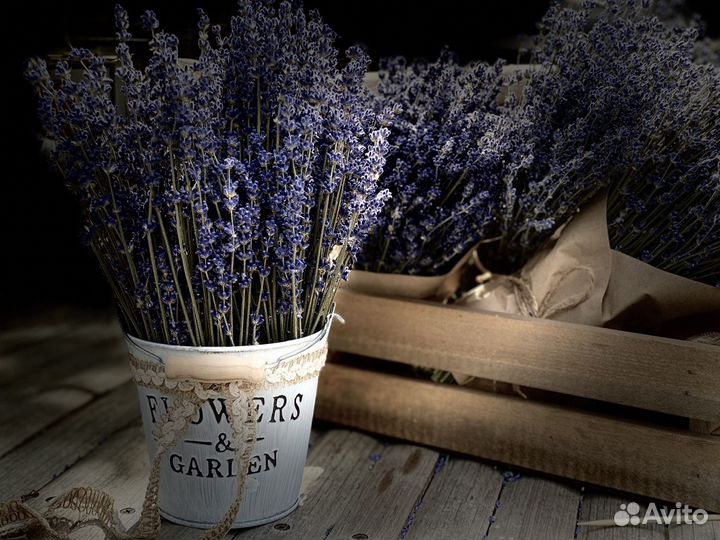 Лаванда сухоцвет