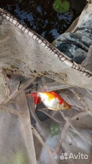Рыба для аквариума
