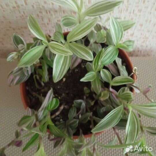 Традесканция